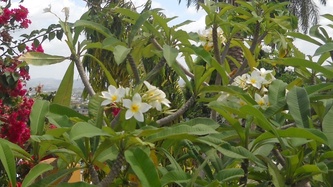 32_white frangipani_vistabella_san fernando_trinidad_20100308_DSCN2162C_tobagojo@gmail.com_1366w_768h